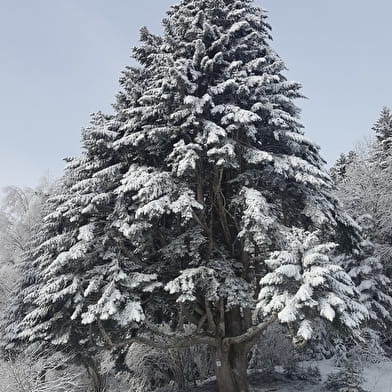 Liaz d'Amont depuis La Praille - Circuit raquettes