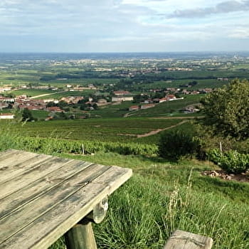 Circuit Entre vignes et bois - FLEURIE