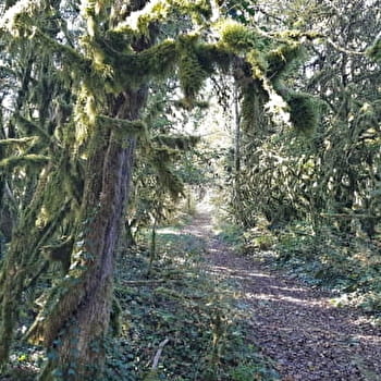 Circuit VTT n°8 (rouge) - Château de Rosy et le col des Justices - SIMANDRE-SUR-SURAN