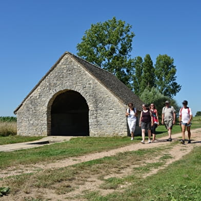 Un maïs au coeur d'artichaut