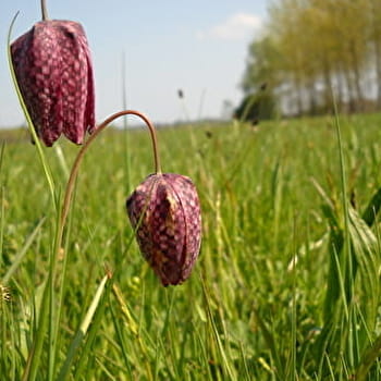 Circuit randonnée : L'ile de la Motte - SAINT-BENIGNE
