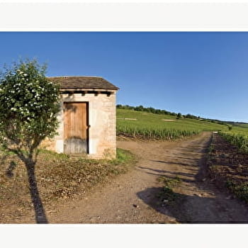 Montagne de Beaune - BEAUNE