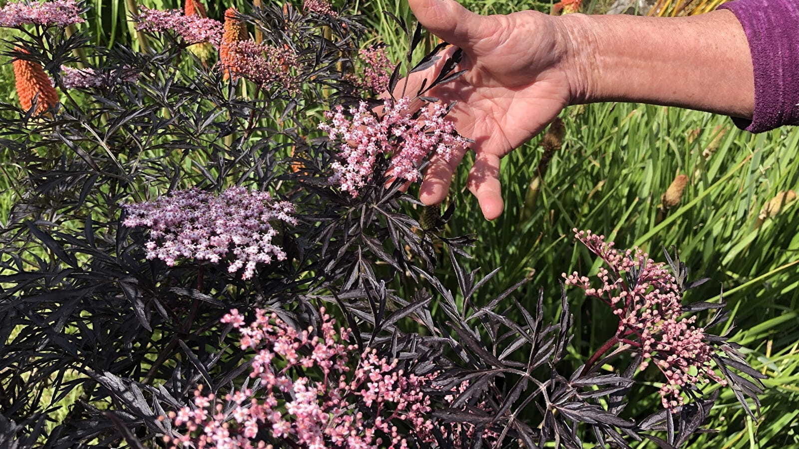 Rendez-vous aux jardins : les jardins de Baloo