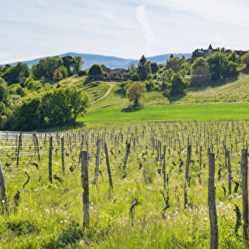 Domaine de Pacotille - Producteur de vin - ANDERT-ET-CONDON