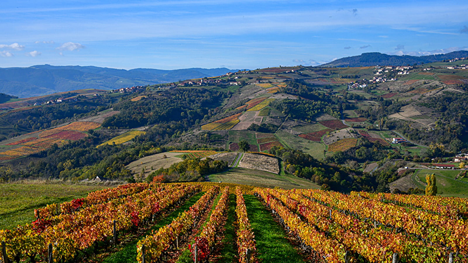 Le vignoble beaujolais - Beaujolais - Chiroubles