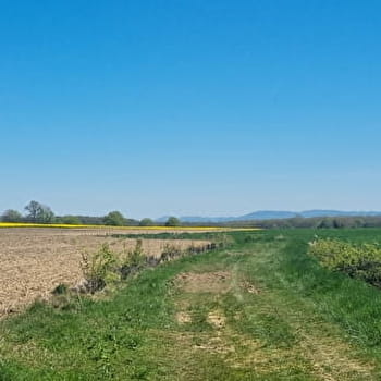 Circuit VTT-VTC n°14 (rouge) - Hauts de la vallée de la Reyssouze - MONTREVEL-EN-BRESSE