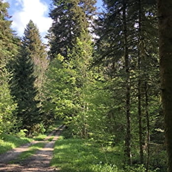 Tour de Pays VTT Bugey - Grand Colombier - Espace FFC Ain Forestière : étape 1 Culoz - La Praille - CULOZ