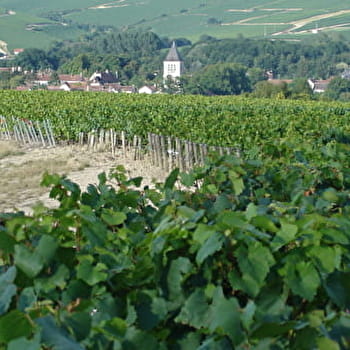 Les 7 Grand Crus - CHABLIS