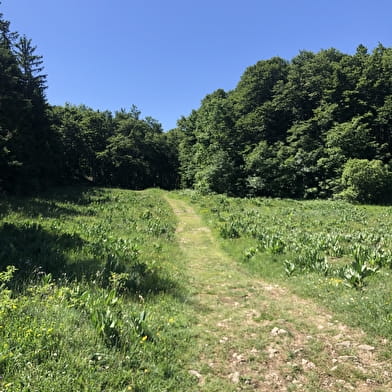 Parcours VTT 14 rouge - Retord - les balcons du Mont Blanc - Espace FFC Ain Forestière