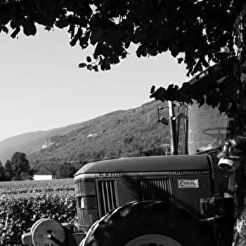 EARL Maison Gallice - Domaine de la Trille - CORBONOD