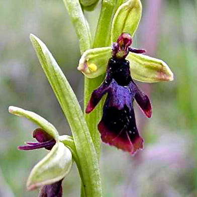 Sentier du Jardin des Marnes