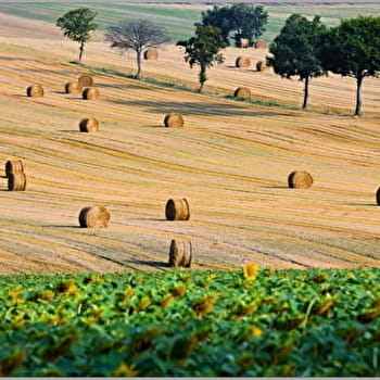 La voie romaine et le puits à manège à cheval  - SAINPUITS