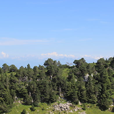 Randonnée pédestre : Crozet au Crêt de la Neige par la Calame