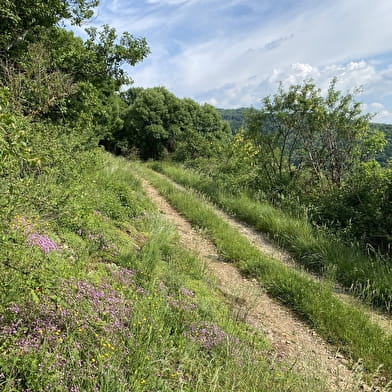 Circuit de randonnée pédestre : La Montagne de Saint-Benoit