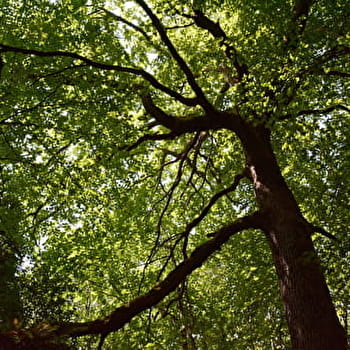 Circuit de Jacky - CHAMPAGNE-SUR-VINGEANNE