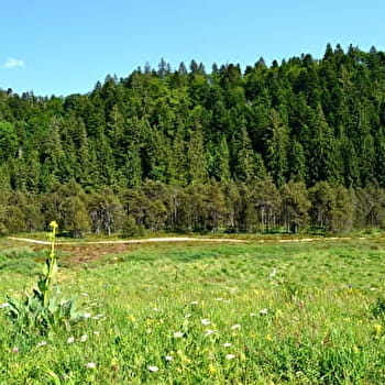 La Combe de Prénovel - 83V - NANCHEZ