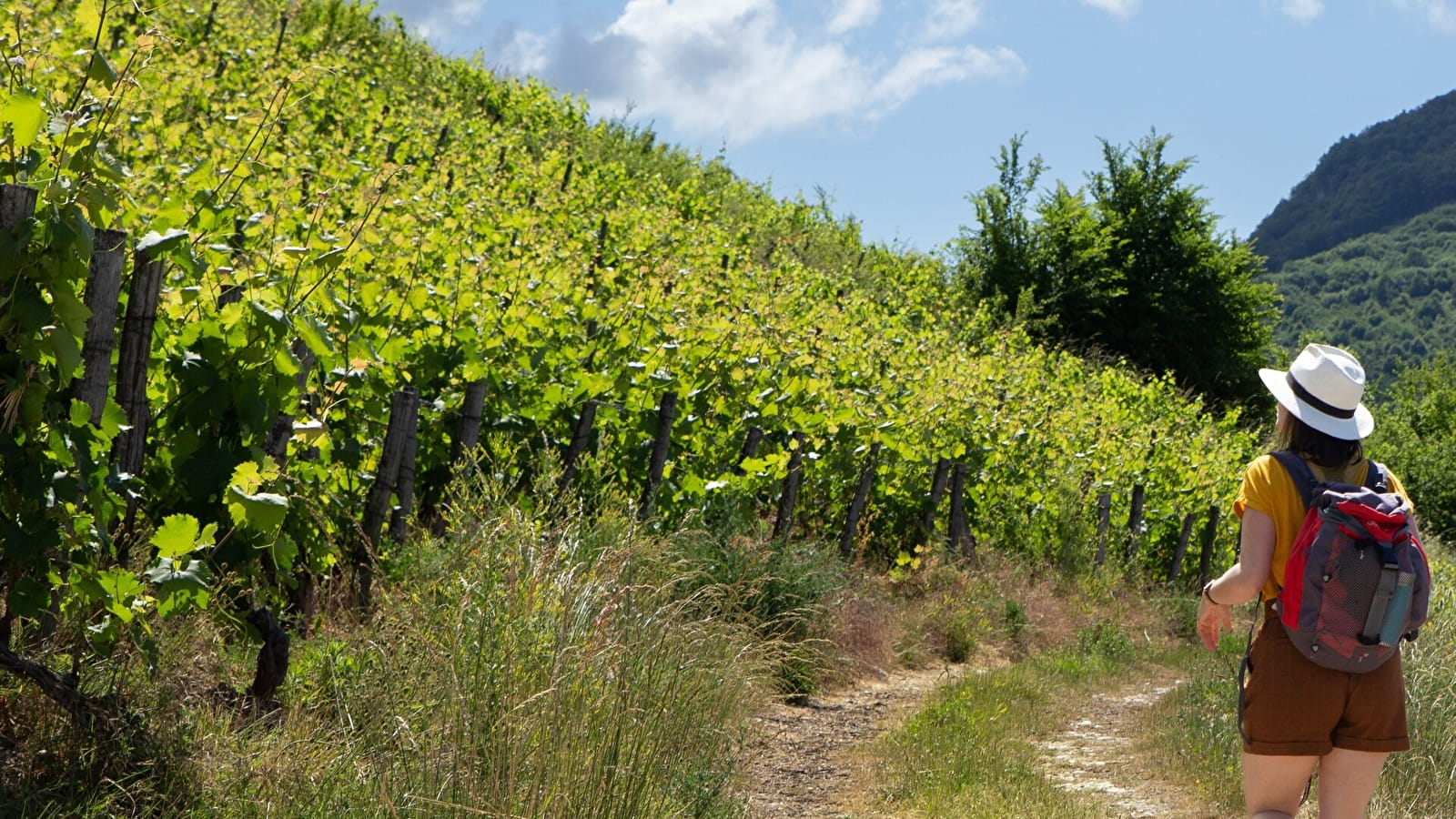 Micro-aventure - Des vignes du Revermont à celles du Bugey