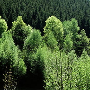 Le Massif - n°8 - LABERGEMENT-SAINTE-MARIE