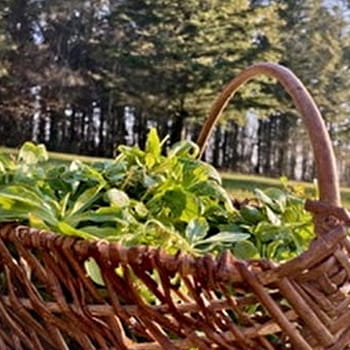 Cueillettes vagabondes - MONT-SAINT-JEAN