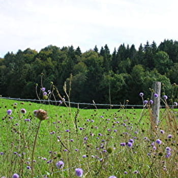 Froide Fontaine - LONGCHAUMOIS