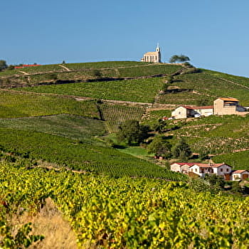 Circuit VTT B5 de Fleurie à Chénas - FLEURIE