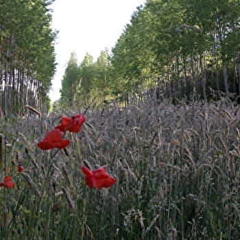 Le petit circuit des moulins - LOUHANS