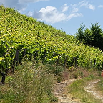 Micro-aventure - Des vignes du Revermont à celles du Bugey - BOURG-EN-BRESSE