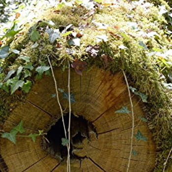 Circuit des Marots - VOULAINES-LES-TEMPLIERS