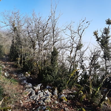 Falaise de Chatillon - Maquis de l'Ain, camp de Chalours