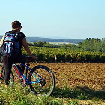 Boucle cyclable n°19 - des Vieilles Vignes  - MARNAY