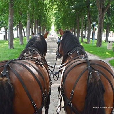 Promenades en calèche à Semur-en-Auxois
