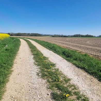Circuit Gravel n°11 (bleu) - Prairie de Jayat - Chartreuse de Montmerle