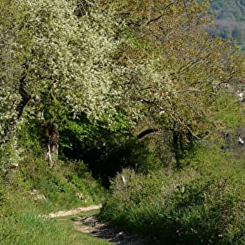 Sentier 'la Colombière Neuville - Montigneux' à Poncin - PONCIN