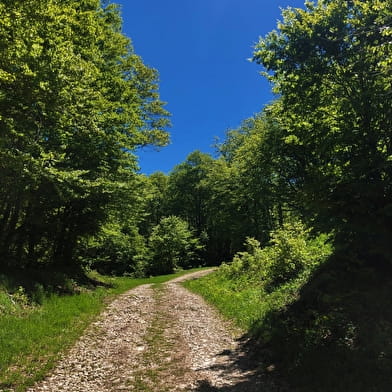 Parcours VTT 11 bleu - Le tour de la Chèvre - Espace FFC Ain Forestière