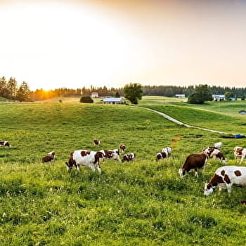 Tour du Bief de la Chaille - 15V - LES ROUSSES