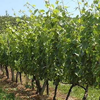 Le petit sentier des cabotes - LA ROCHE-VANNEAU