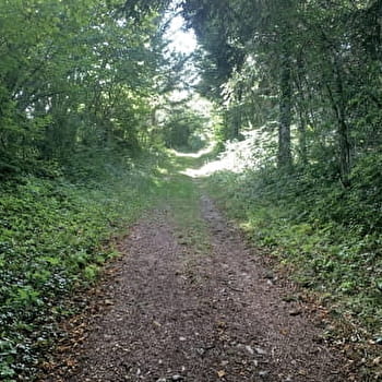 Randonnée - La Forêt du Baron - CHAMPDOR-CORCELLES