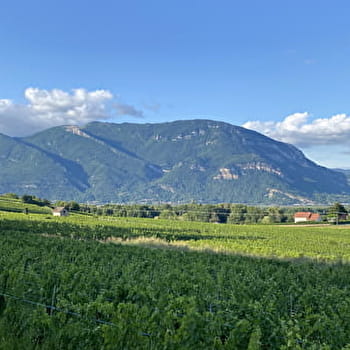Circuit vélo : côteaux du Bugey et Plateau d'Hauteville - CHAMPAGNE-EN-VALROMEY