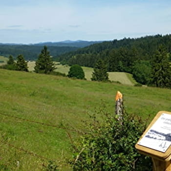 Le berger des vaches - VAUX-ET-CHANTEGRUE