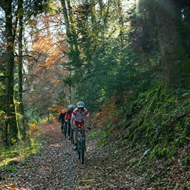 Parcours VTT 51 bleu - Marais de Vaux les Teillères - Espace FFC Ain Forestière
