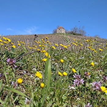 Randonnée des Buis et du Viaduc de Crainseny - SAINT-GENGOUX-LE-NATIONAL