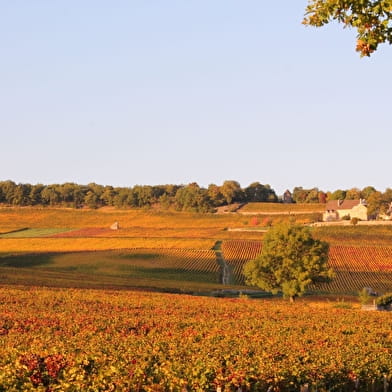 La VélOeno71 : à la rencontre du noble Pinot Noir