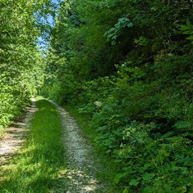 Taremberg - n°78 variante technique