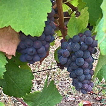 Domaine Amelie Guillot - MOLAMBOZ