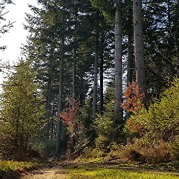 A travers bois et bocages - SAINT-FIRMIN