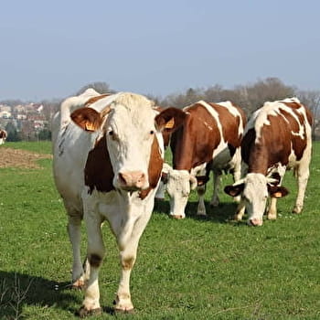Boucle cyclo 12 Hérimoncourt/Vandoncourt - HERIMONCOURT
