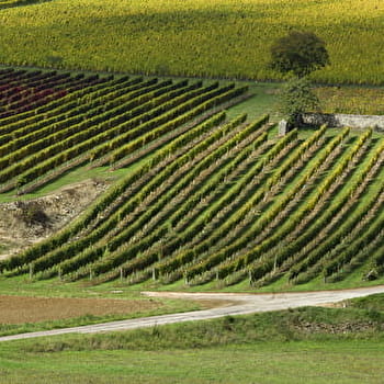 La Route des Grands Crus de Bourgogne, Dijon-Beaune - DIJON