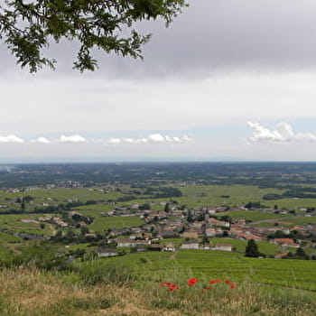 Circuit Entre vignes et bois - FLEURIE