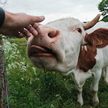 Savoure Montbéliard - MONTBELIARD