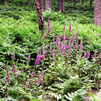 L'Arbre à Vœux de Boutissaint - TREIGNY-PERREUSE-SAINTE-COLOMBE